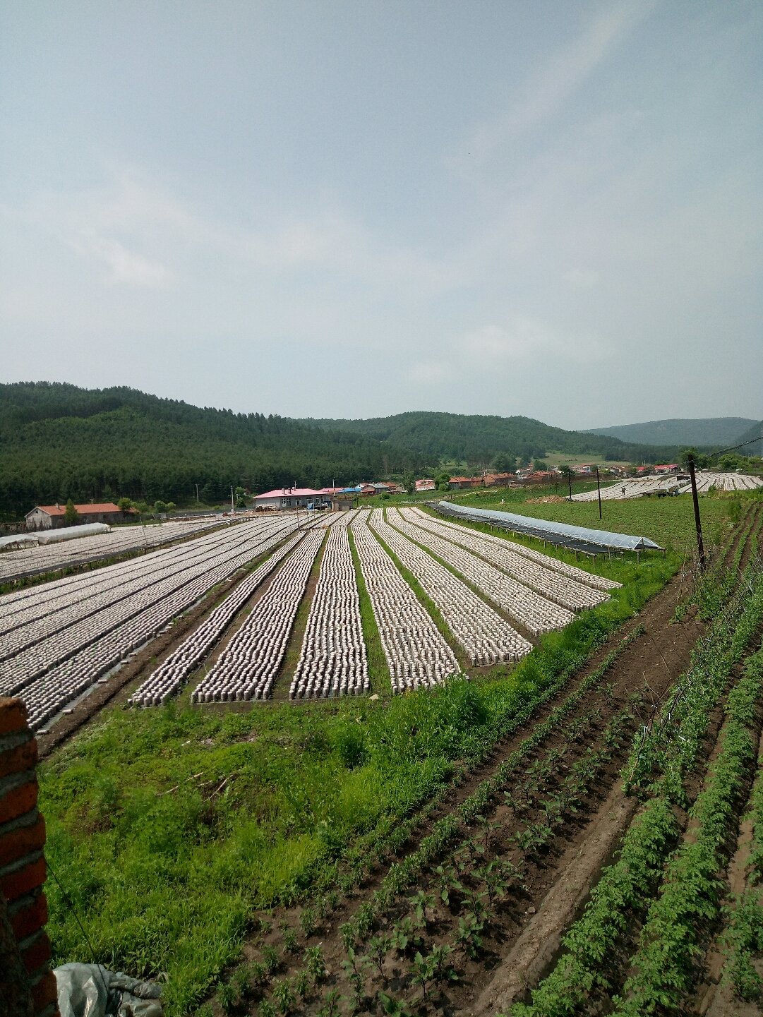 榛子镇最新天气预报